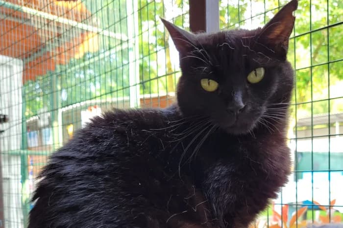 PEPPER, 5yo Mixed Breed for adoption at Protezione Animali Legnano