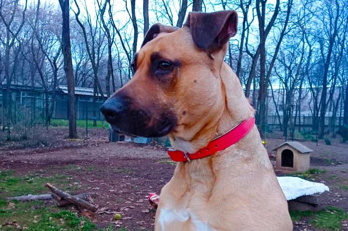 PIADINA, female young mixed breed for adoption at Protezione Animali Legnano