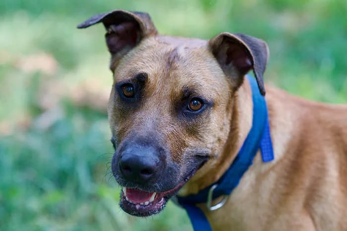 PIADINA, female young mixed breed for adoption at Protezione Animali Legnano