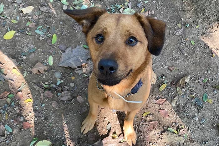 POCKY, male senior mixed breed for adoption at Protezione Animali Legnano
