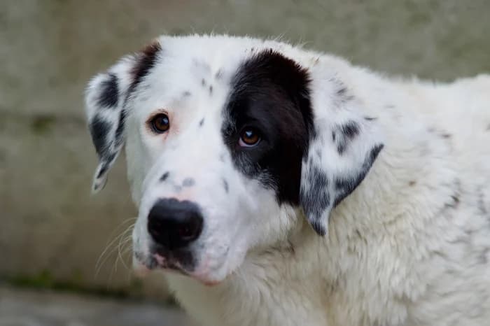 PSYCHE, female young mixed breed for adoption at Protezione Animali Legnano