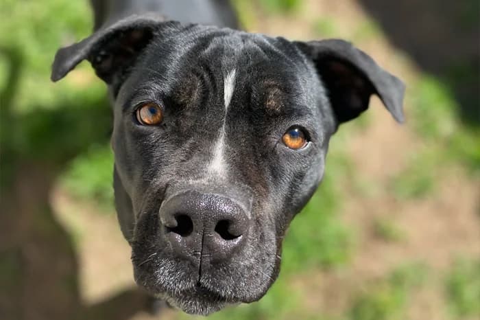 QUINOA, female 5yo Pit Bull Terrier for adoption at Protezione Animali Legnano