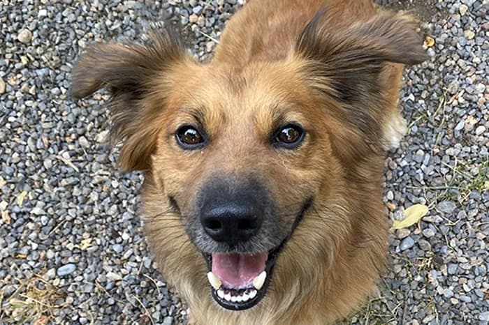 REX, male 6yo mixed breed for adoption at Protezione Animali Legnano