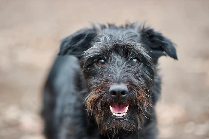 RITTER, male senior mixed breed for adoption at Protezione Animali Legnano