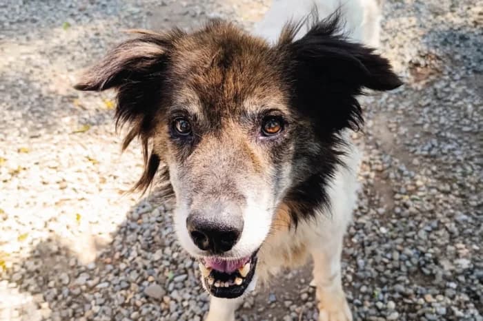 ROCCO, male senior mixed breed for adoption at Protezione Animali Legnano