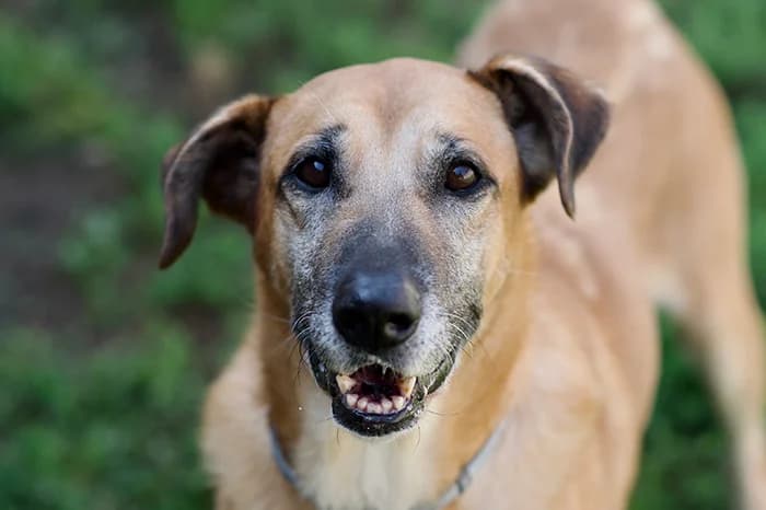 RUM, male senior mixed breed for adoption at Protezione Animali Legnano