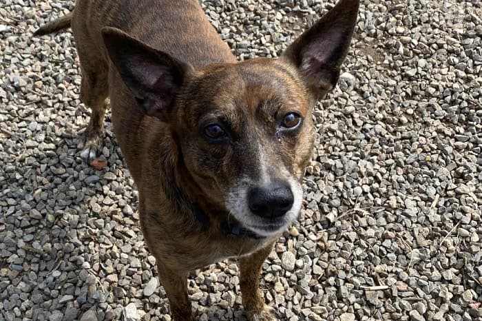 SAM, male 7yo mixed breed for adoption at Protezione Animali Legnano