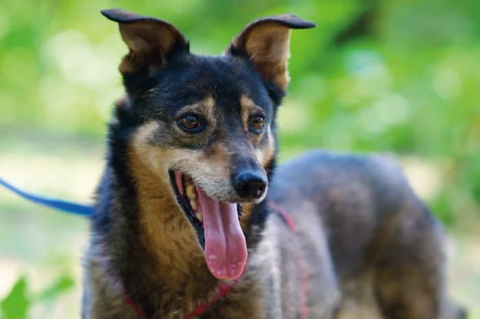 SHAKY, female senior mixed breed for adoption at Protezione Animali Legnano