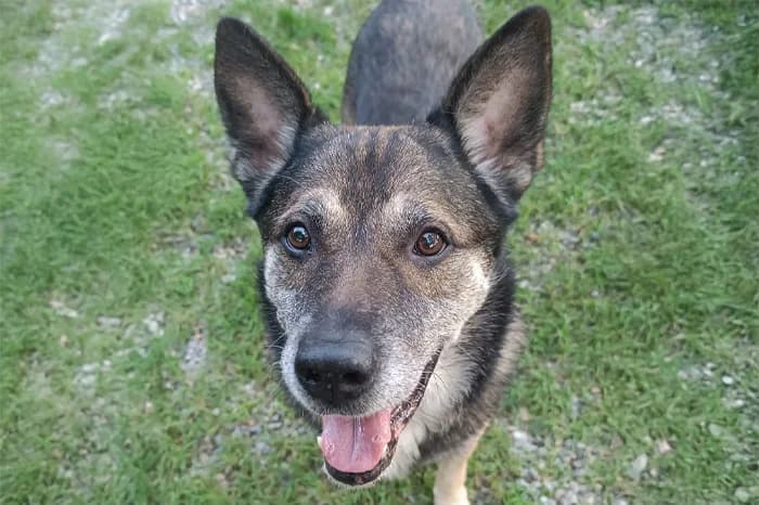 SPARKI, male senior mixed breed for adoption at Protezione Animali Legnano