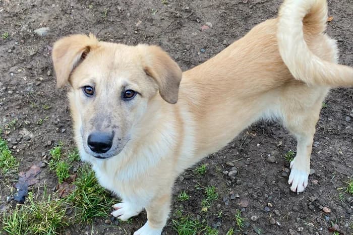 SPERANZA, female young mixed breed for adoption at Protezione Animali Legnano