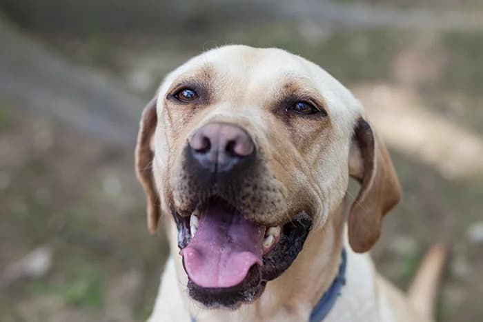 TANGO, male senior Labrador Retriever for adoption at Protezione Animali Legnano