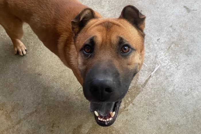 TAO, male 5yo Shar Pei for adoption at Protezione Animali Legnano
