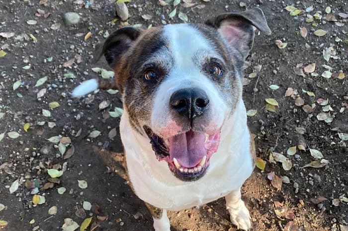 TEC, male senior Mixed Breed for adoption at Protezione Animali Legnano