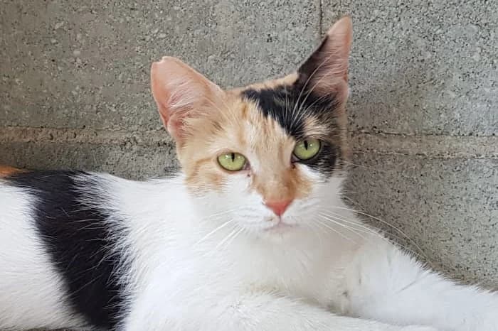 TEQUILA, 5yo Mixed Breed for adoption at Protezione Animali Legnano