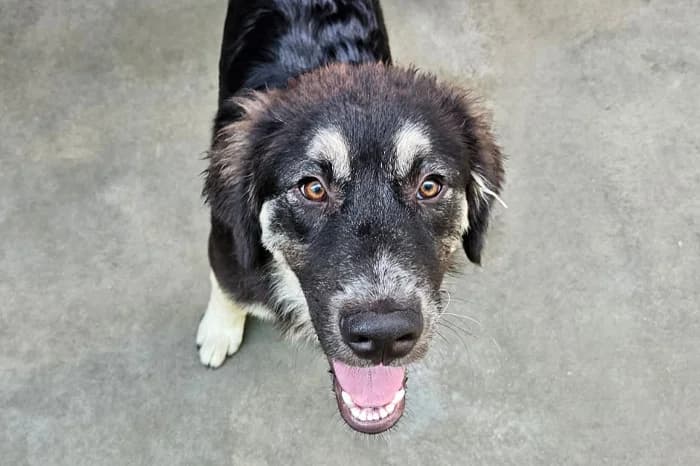 TERENCE, male young mixed breed for adoption at Protezione Animali Legnano