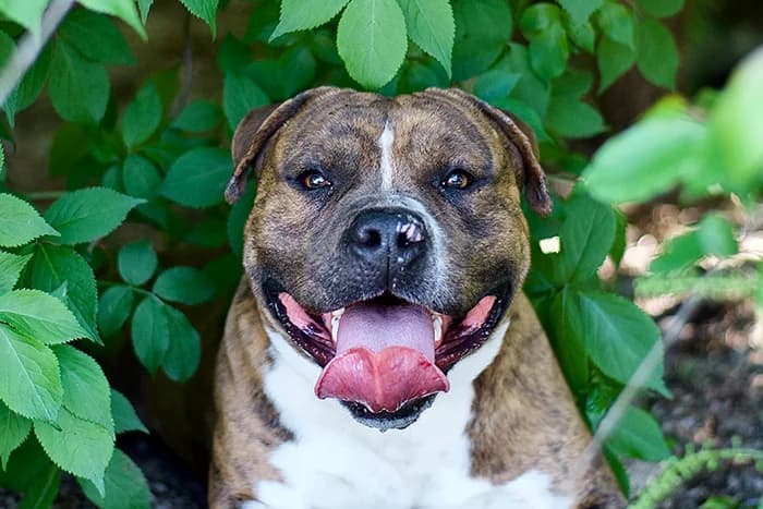 THOR, male senior Pit Bull Terrier for adoption at Protezione Animali Legnano
