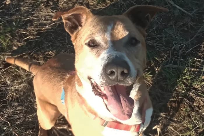 TIAGO, male senior mixed breed for adoption at Protezione Animali Legnano