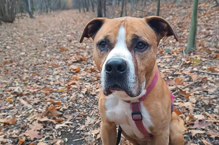TIODOR, male 6yo American Staffordshire Terrier for adoption at Protezione Animali Legnano