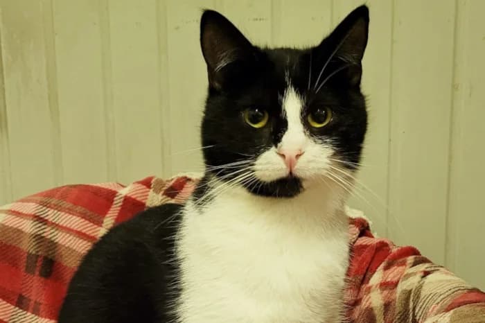 TROFIA, 4yo Mixed Breed for adoption at Protezione Animali Legnano