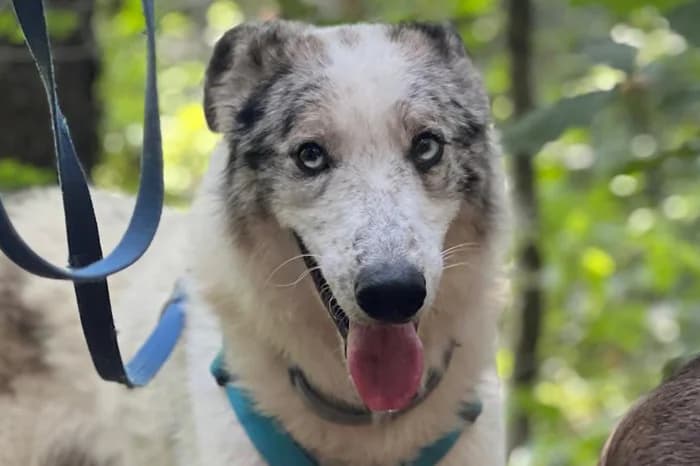 UBI, male 4yo Mixed Breed for adoption at Protezione Animali Legnano