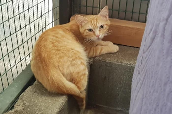 UVETTO, 5yo Mixed Breed for adoption at Protezione Animali Legnano