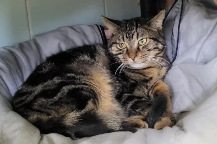 VELOX, 4yo Mixed Breed for adoption at Protezione Animali Legnano