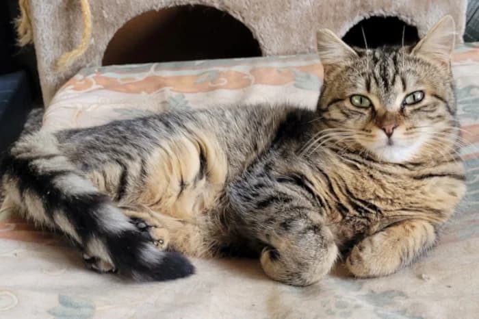 VENEZIA, 4yo Mixed Breed for adoption at Protezione Animali Legnano