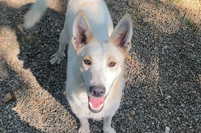 VENTO, male young mixed breed for adoption at Protezione Animali Legnano