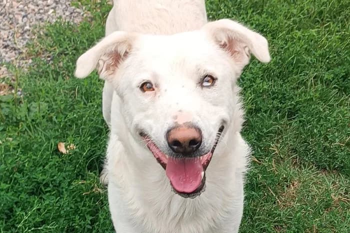 VERSO, male 3yo mixed breed for adoption at Protezione Animali Legnano