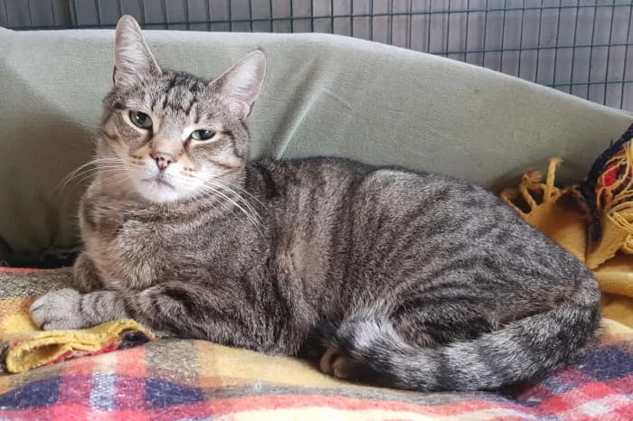 VETRIL, senior Mixed Breed for adoption at Protezione Animali Legnano