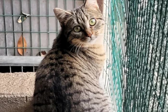 VICENZA, 4yo Mixed Breed for adoption at Protezione Animali Legnano