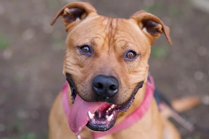 WALL-E, male 7yo Pit Bull Terrier for adoption at Protezione Animali Legnano