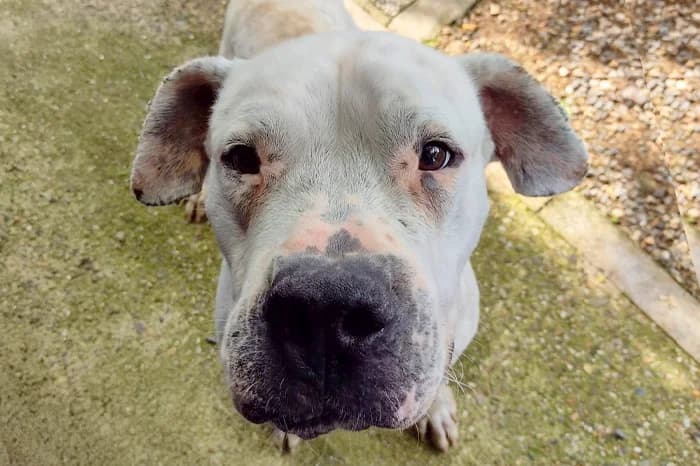 XANDER, male senior Dogo Argentino for adoption at Protezione Animali Legnano