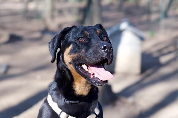 YAK, male senior mixed breed for adoption at Protezione Animali Legnano