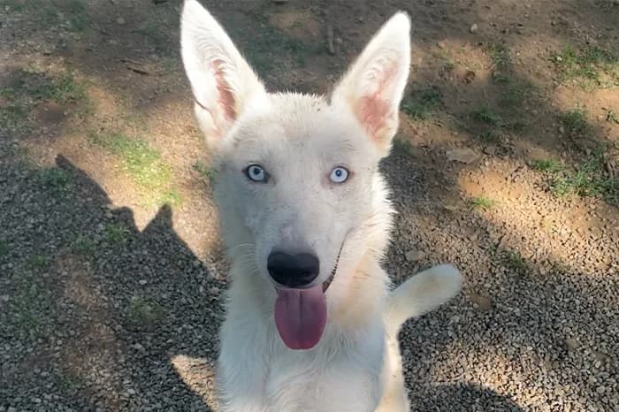 ZEFIRO, male young mixed breed for adoption at Protezione Animali Legnano