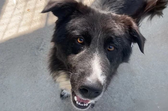 ZEUS, male young mixed breed for adoption at Protezione Animali Legnano