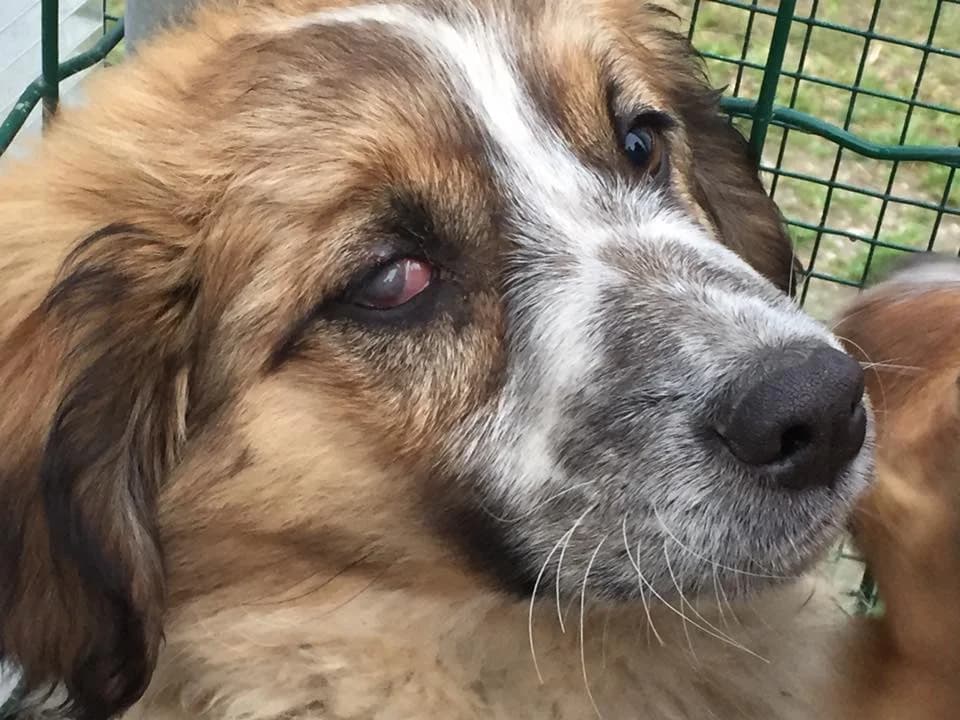 PIO e PIA, female puppy Mixed Breed for adoption at Rifugio APA Chioggia