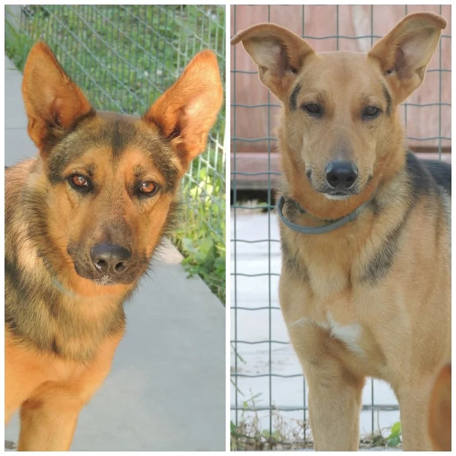 2 LUPETTI, 3yo Mixed Breed for adoption at Rifugio APA Chioggia