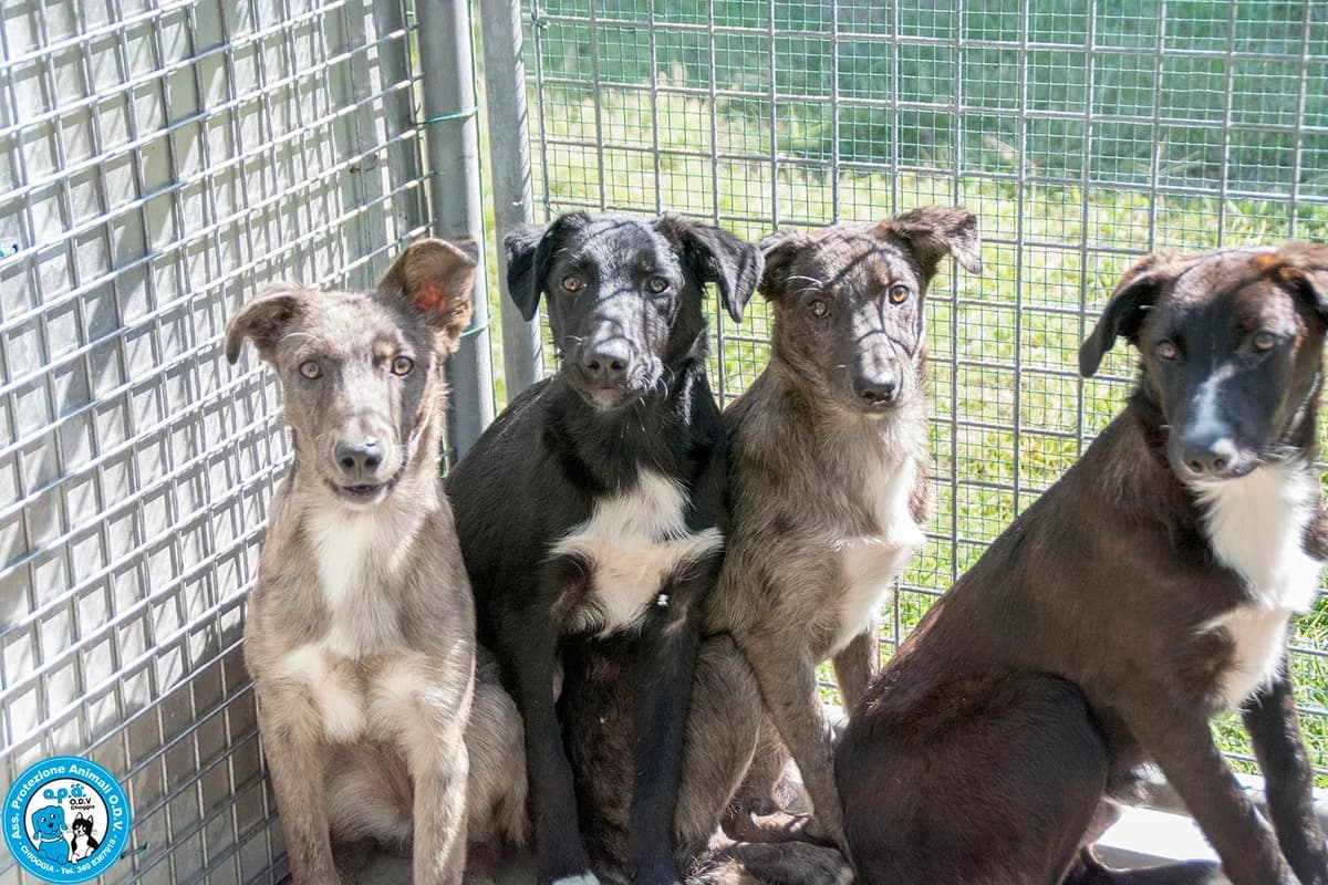 4 MOSCHETTIERI, young Mixed Breed for adoption at Rifugio APA Chioggia