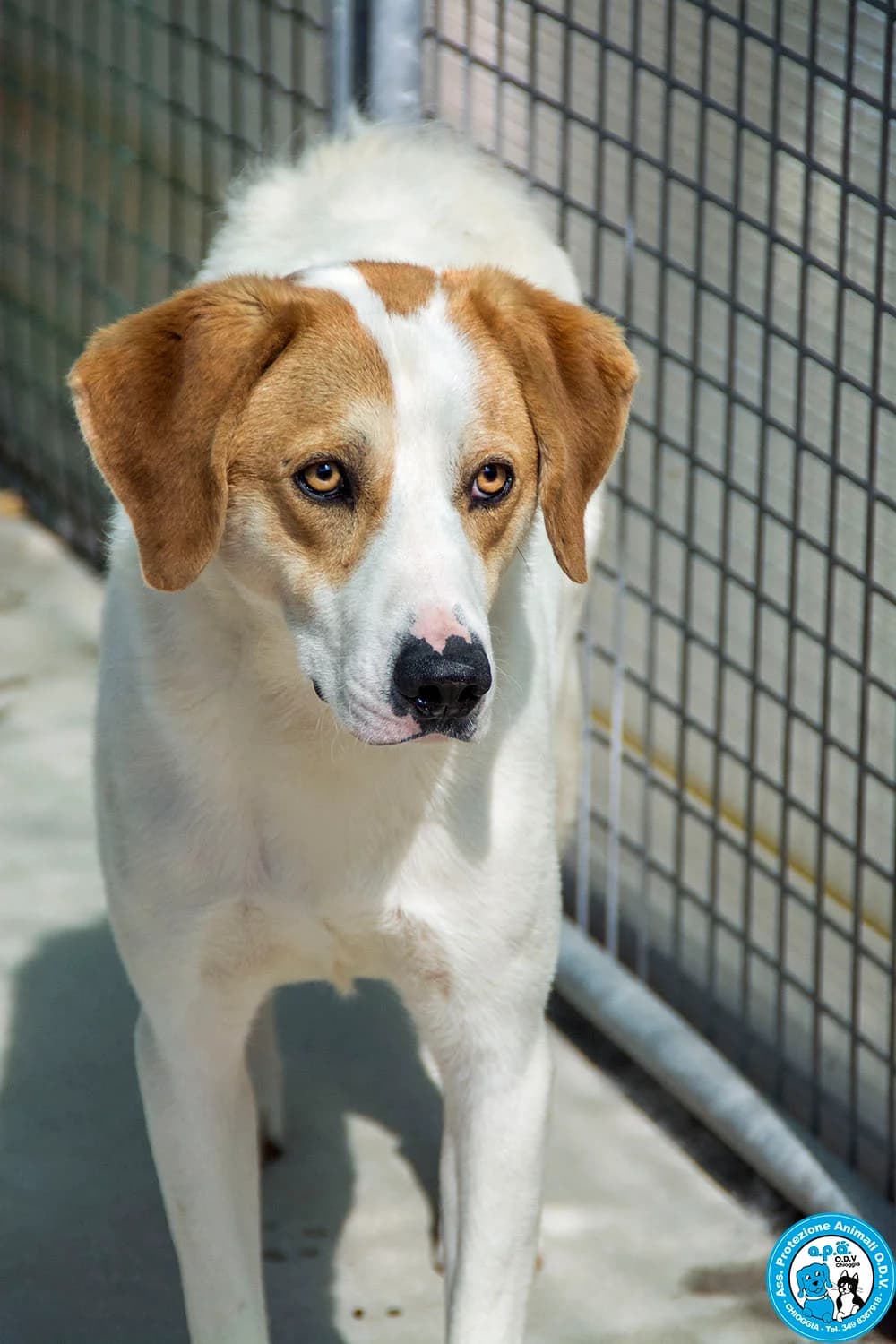 BAYRON, male young Mixed Breed for adoption at Rifugio APA Chioggia