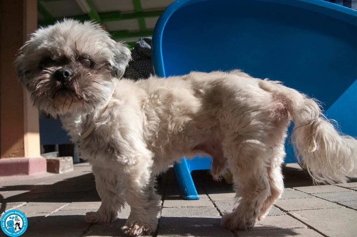 BLACKINO, male senior Mixed Breed for adoption at Rifugio APA Chioggia
