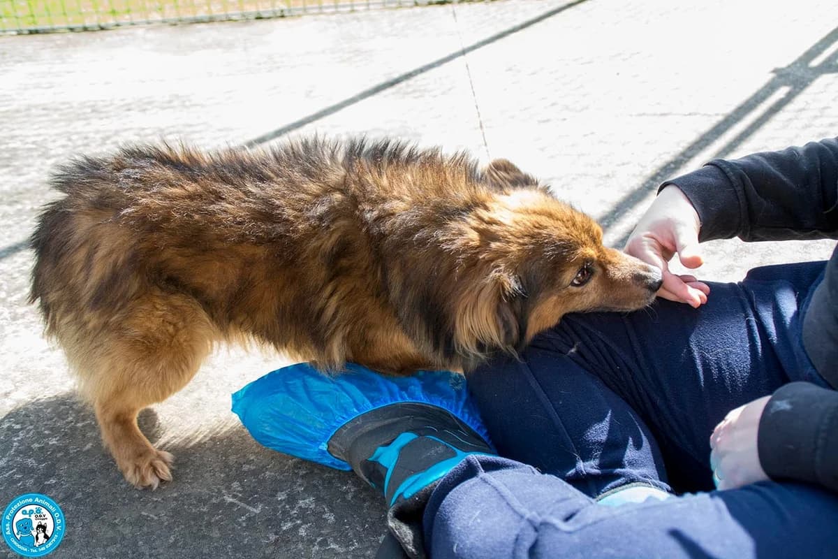 BUSH, female 5yo Mixed Breed for adoption at Rifugio APA Chioggia
