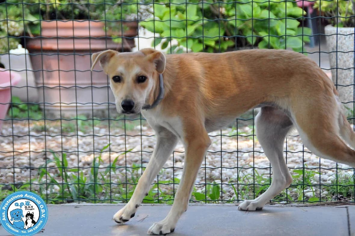 CHEYENNE, female young Mixed Breed for adoption at Rifugio APA Chioggia