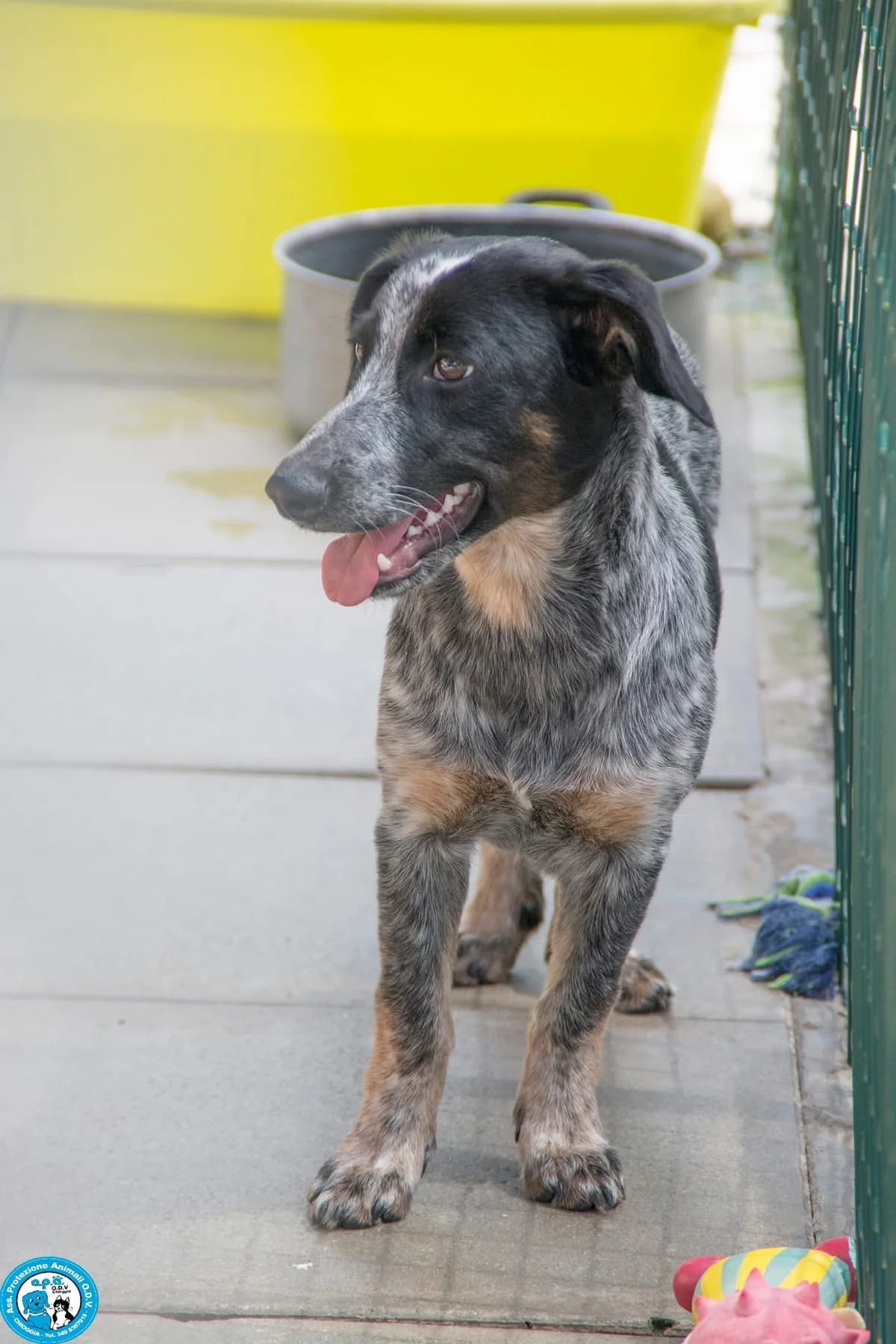 FROUDE, female young Mixed Breed for adoption at Rifugio APA Chioggia