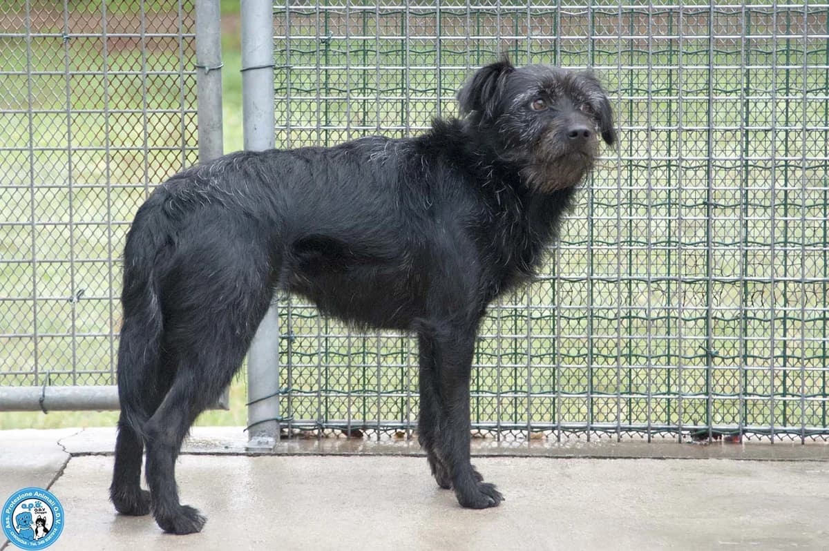 GRETA, Mixed Breed for adoption at Rifugio APA Chioggia