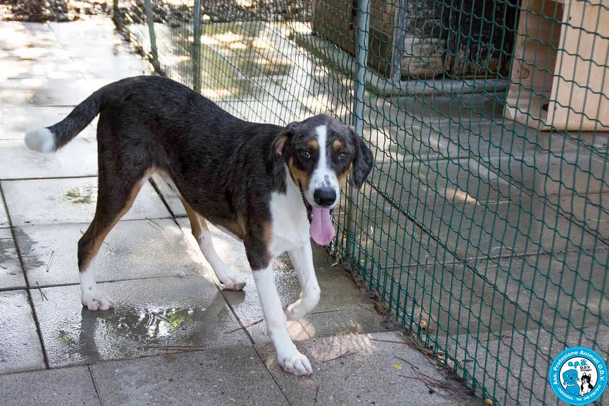 HORUS, male puppy Mixed Breed for adoption at Rifugio APA Chioggia