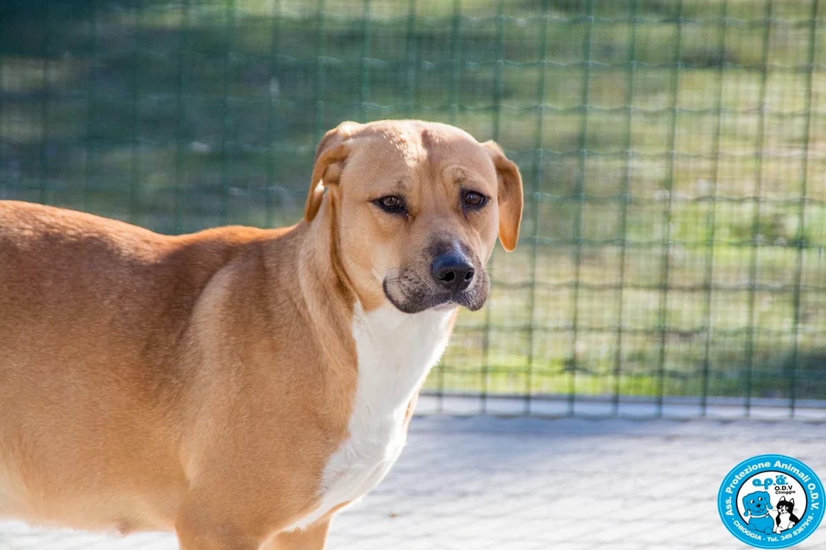 LAIKA, female young Mixed Breed for adoption at Rifugio APA Chioggia