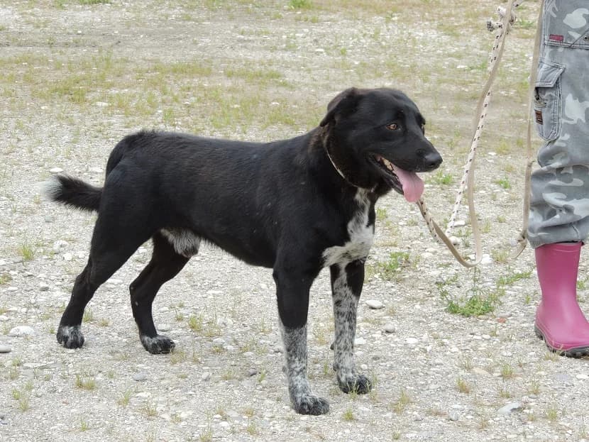 LEON, male 3yo Mixed Breed for adoption at Rifugio APA Chioggia