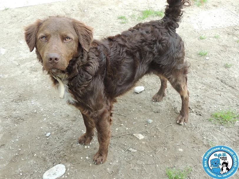 LIAM, male senior Mixed Breed for adoption at Rifugio APA Chioggia