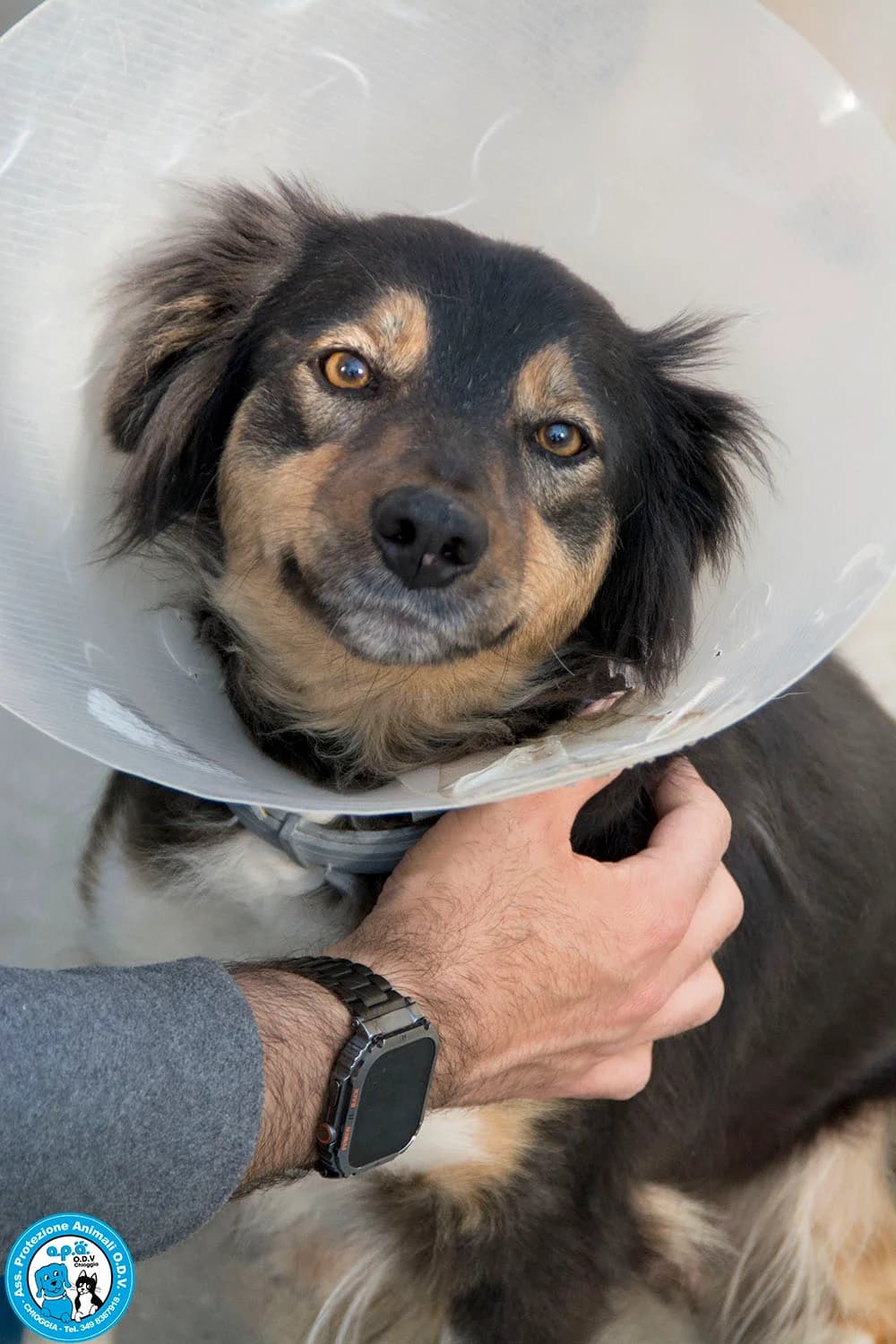 MARIA, female 5yo Mixed Breed for adoption at Rifugio APA Chioggia